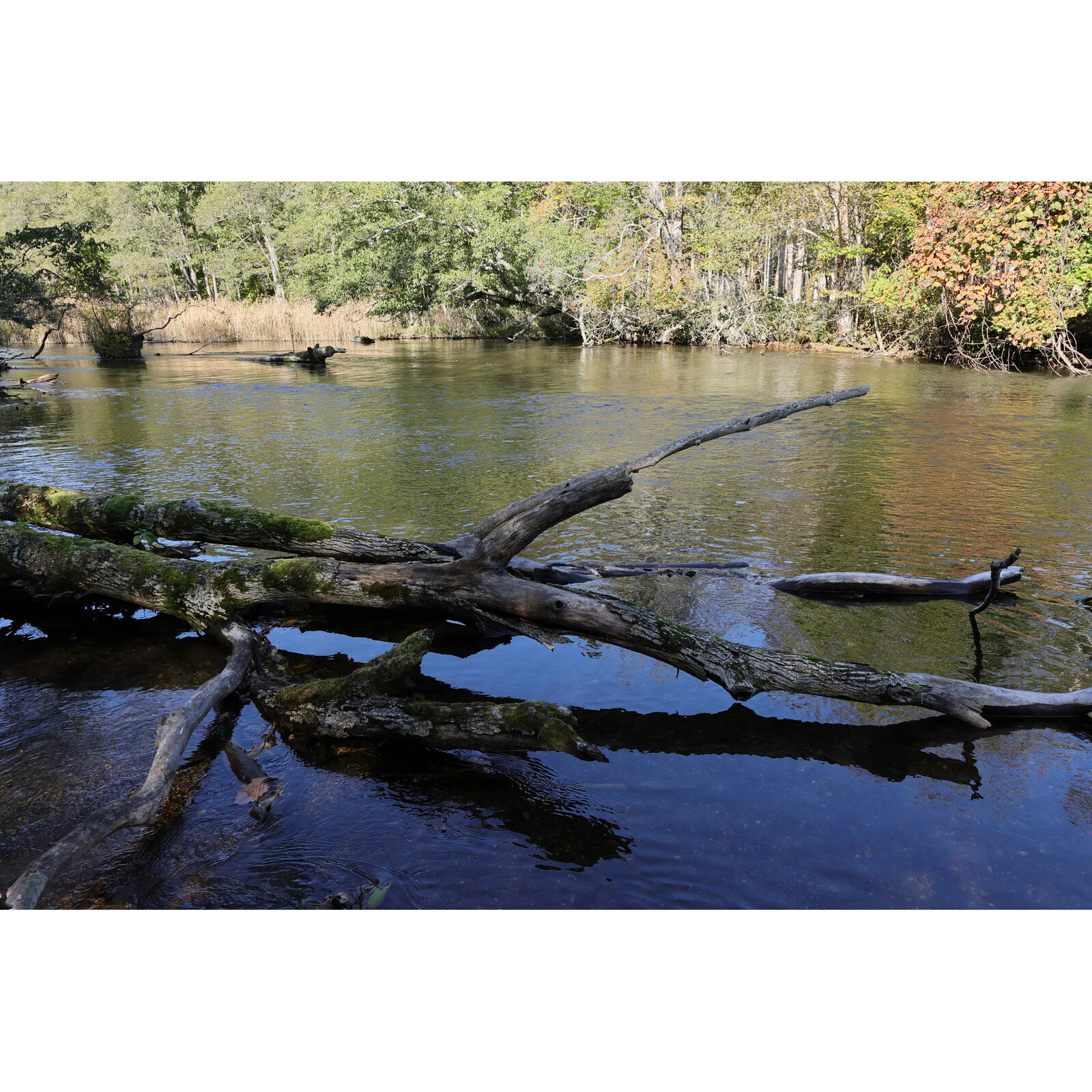 Sigma 16/1,4 DC DN Canon RF