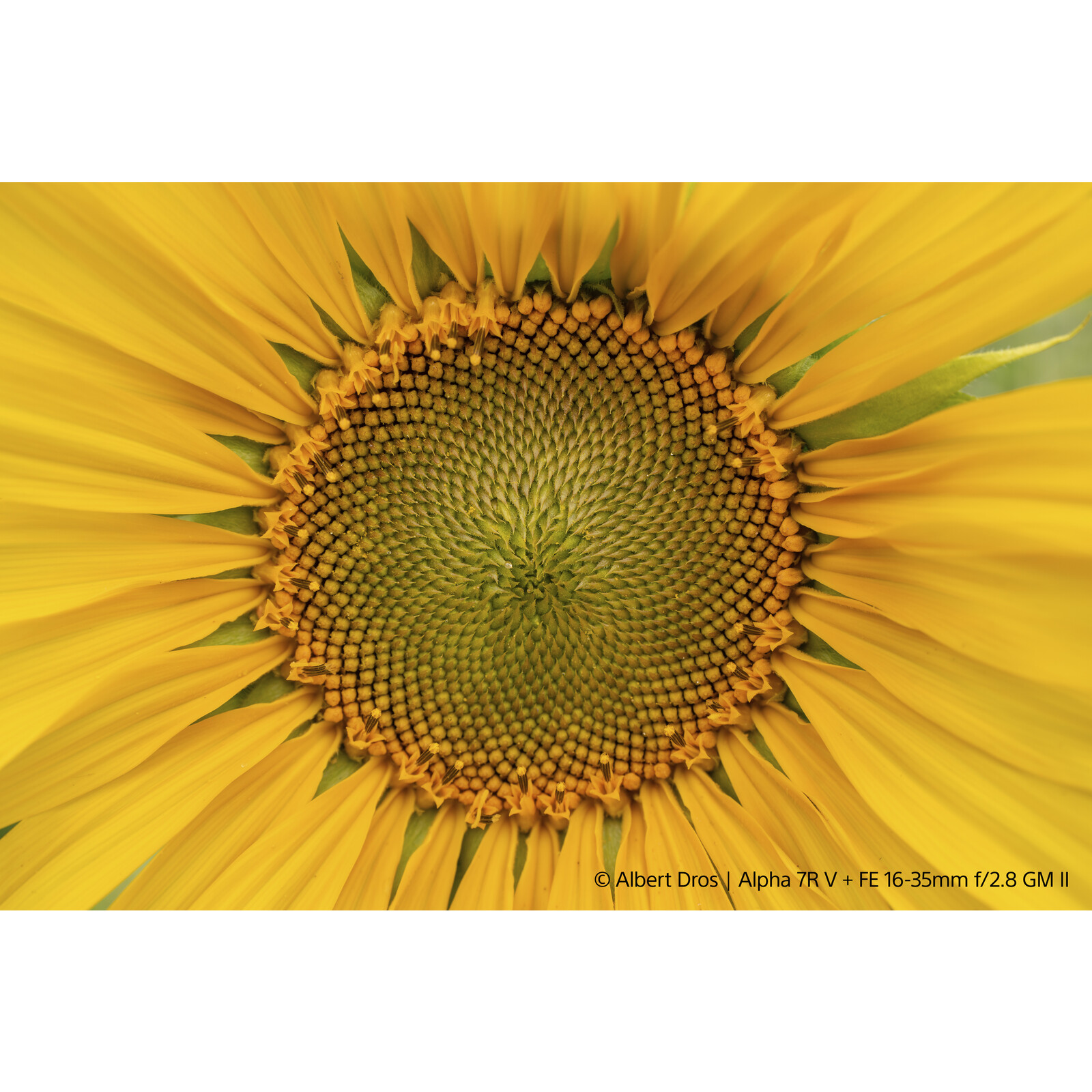 Sony SEL 16-35/2,8 GM II