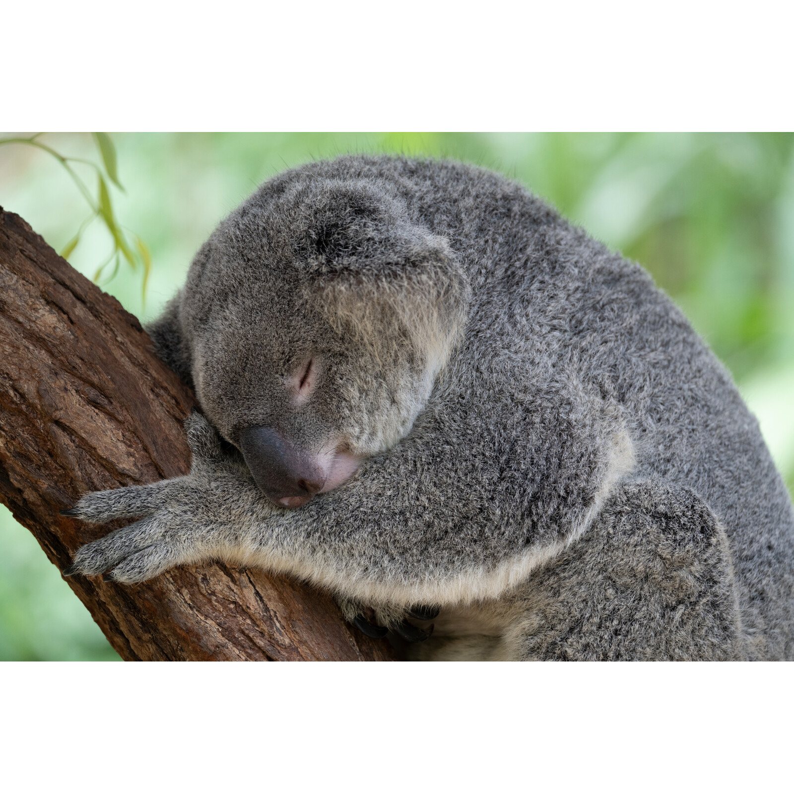 Tamron 50-400/4.5-6.3 DiIII VC VXD Nikon Z