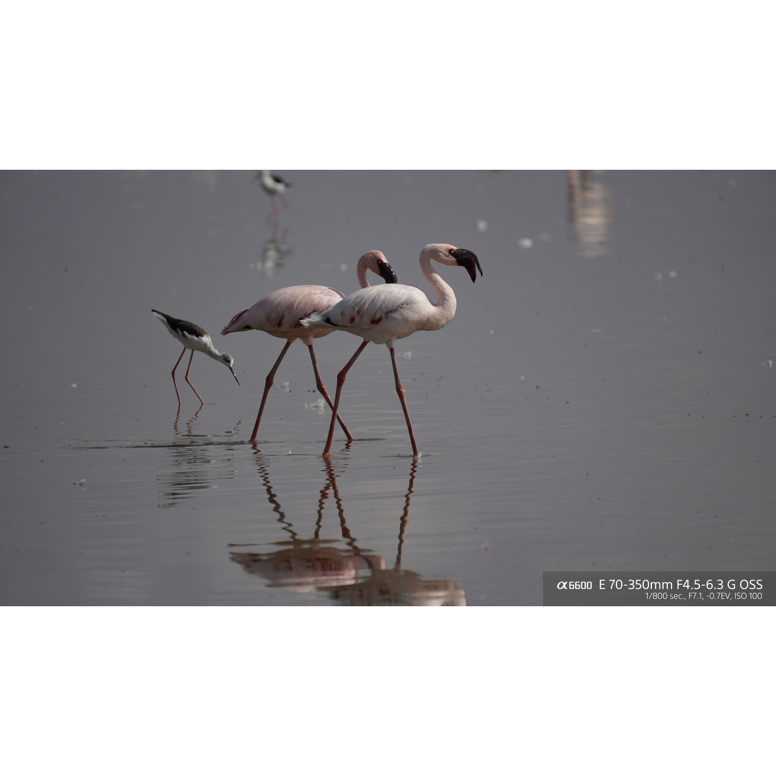 Sony SEL 70-350/4,5-6,3 G OSS