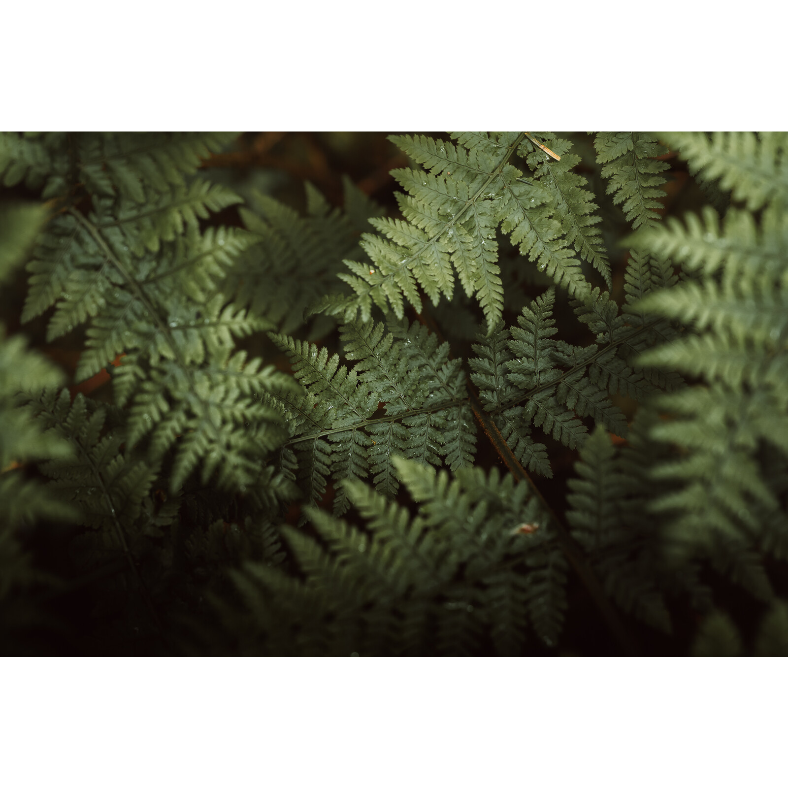 Sigma 28-45mm F1,8 DG DN L-Mount