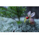 Sigma 16/1,4 DC DN Canon RF