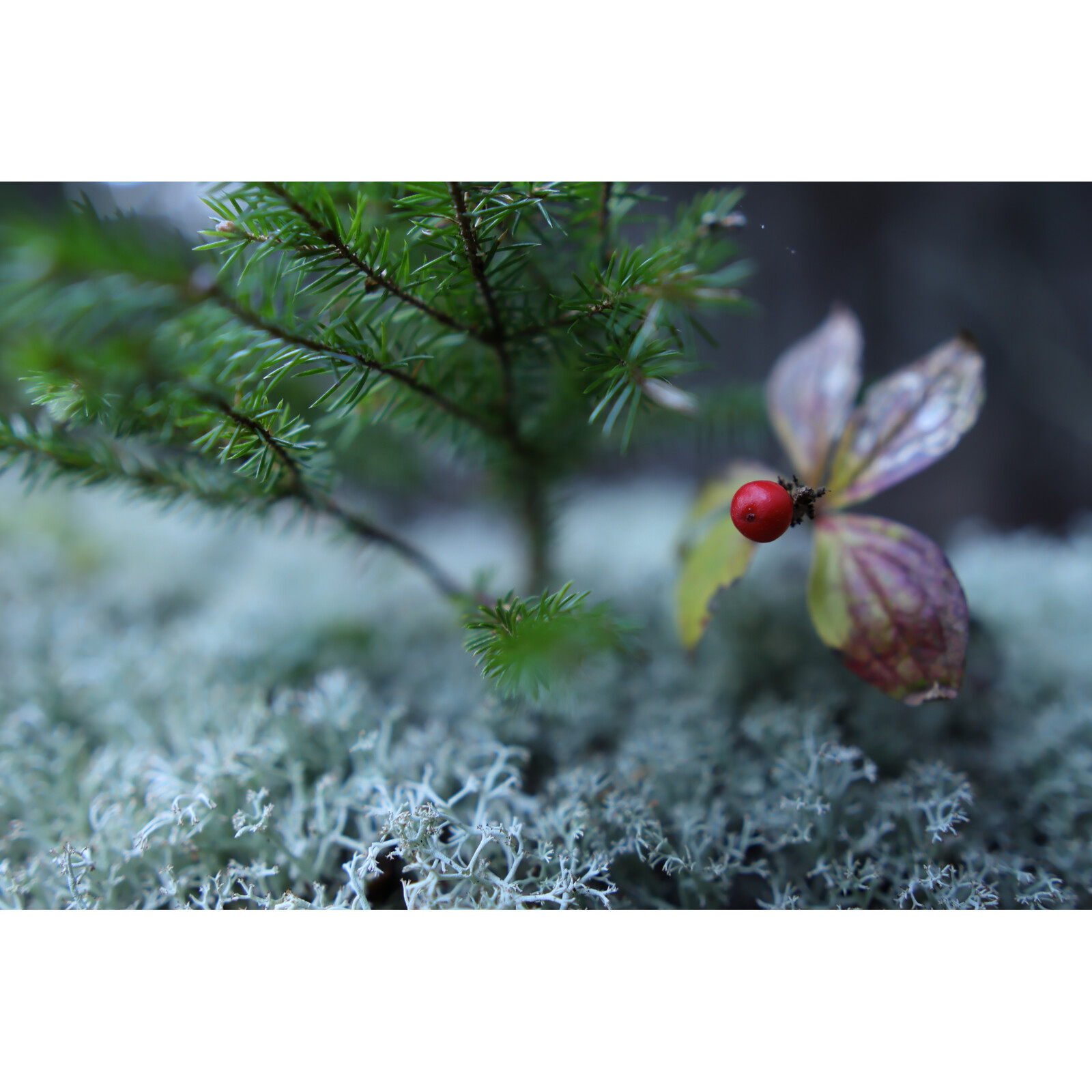 Sigma 16/1,4 DC DN Canon RF