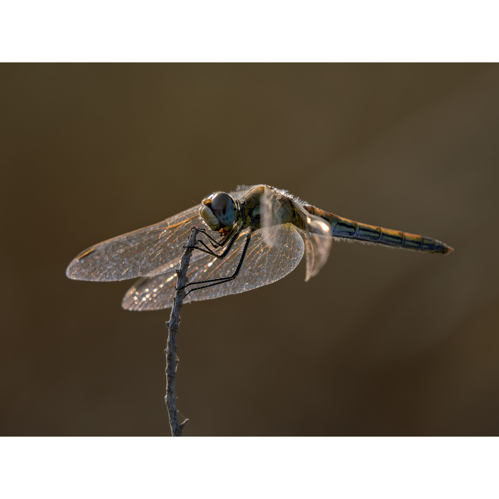 OM SYSTEM M.Zuiko Digital ED 100-400/5,0-6,3 IS II