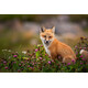 Fujifilm XF 500/5.6 R LM OIS WR