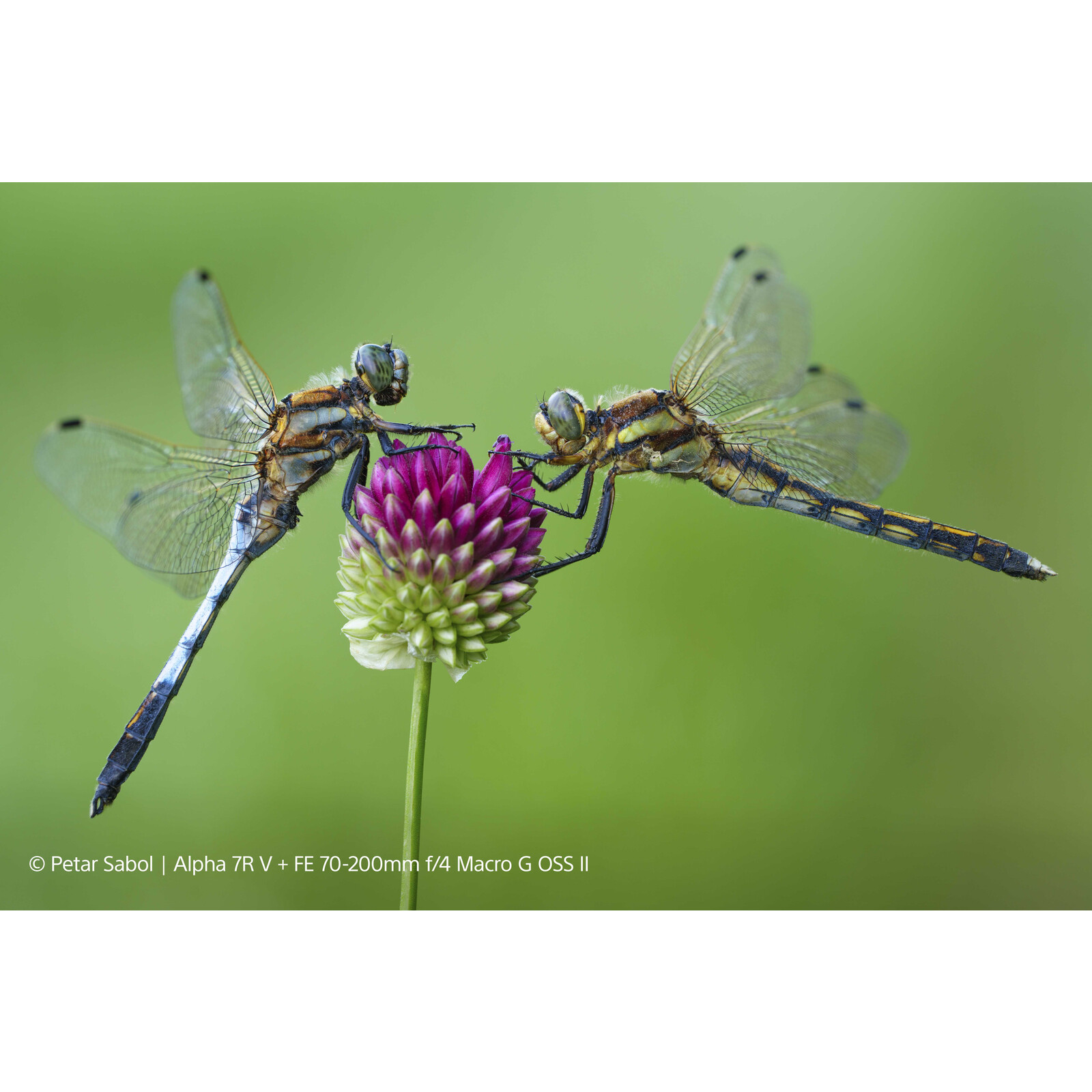 Sony SEL FE 70-200/4,0 G OSS II