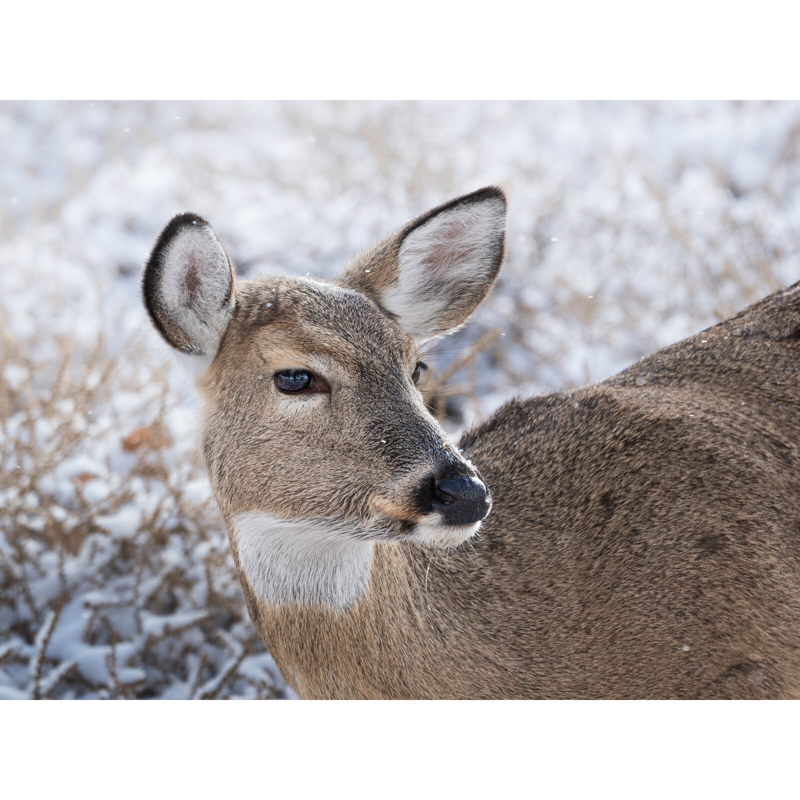 OM SYSTEM M.Zuiko Digital ED 100-400/5,0-6,3 IS II