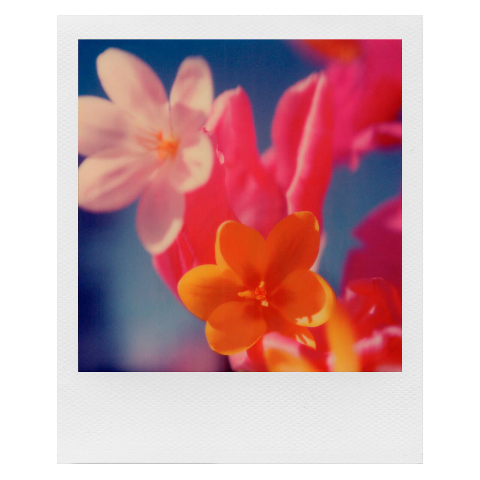 Polaroid 600 Film Color Doppelpack + Aufbewahrungsbox