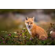 Fujifilm XF 500/5.6 R LM OIS WR