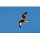Sigma 300-600/4.0 DG OS Sony E-Mount