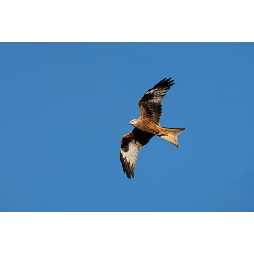 Sigma 300-600/4.0 DG OS Sony E-Mount