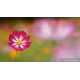 Sony SEL 100/2,8 GM
