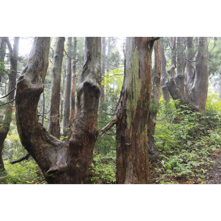 Sigma 23/1,4 DC DN Canon RF