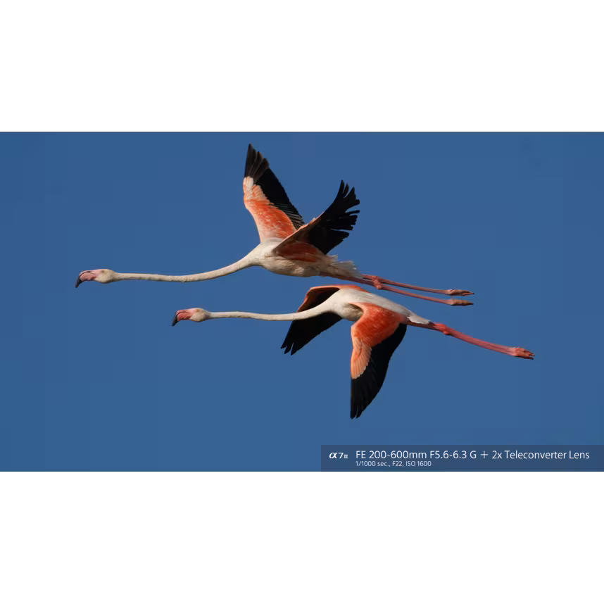 Sony FE 200-600/5,6-6,3 G OSS