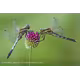 Sony SEL FE 70-200/4,0 G OSS II