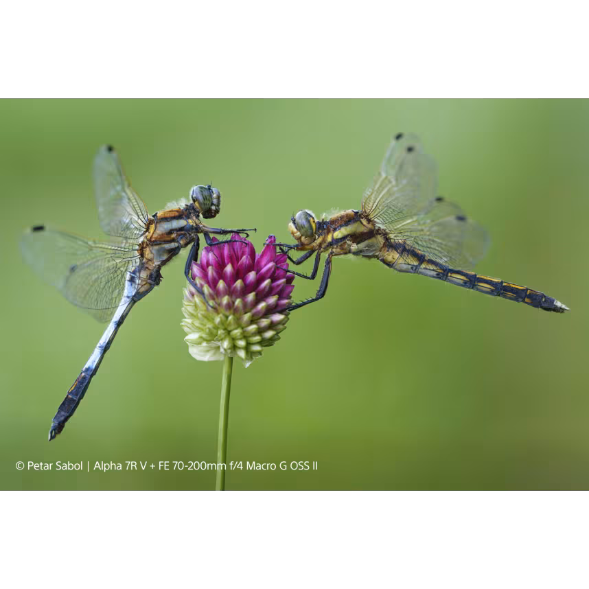 Sony SEL FE 70-200/4,0 G OSS II