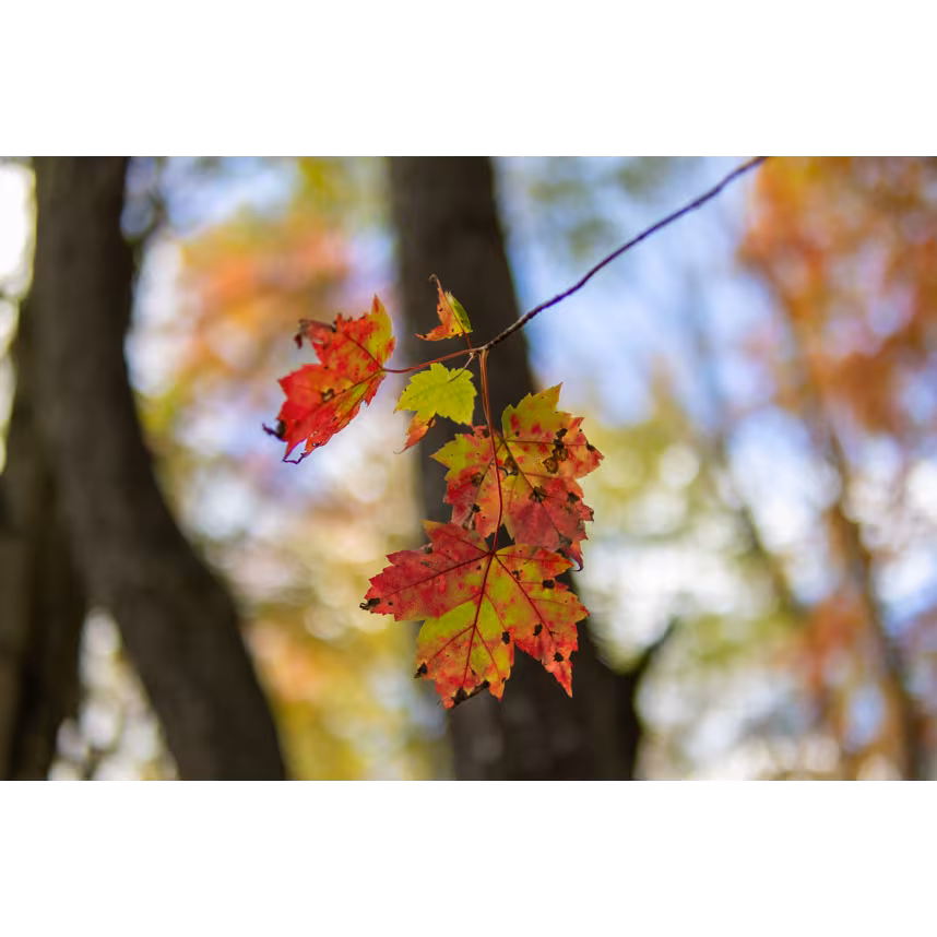 Sigma 30/1,4 DC DN Canon RF