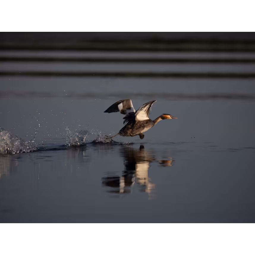 OM System M.Zuiko Digital ED PRO 50-200 / 2.8
