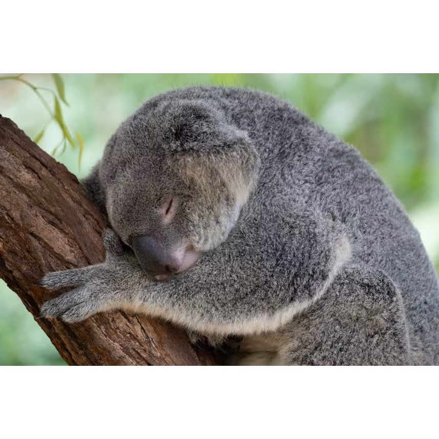 Tamron 50-400/4.5-6.3 DiIII VC VXD Nikon Z