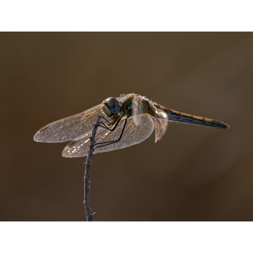 OM SYSTEM M.Zuiko Digital ED 100-400/5,0-6,3 IS II