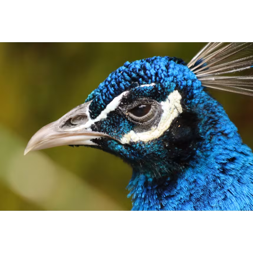 Canon RF 75-300/F4-5.6