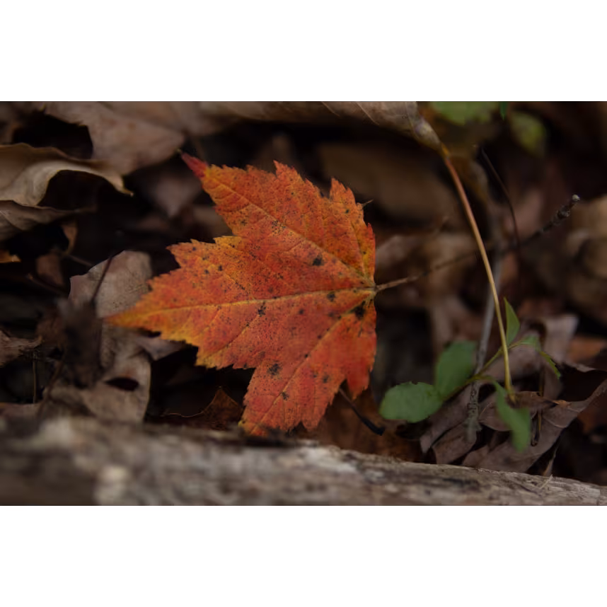 Sigma 30/1,4 DC DN Canon RF