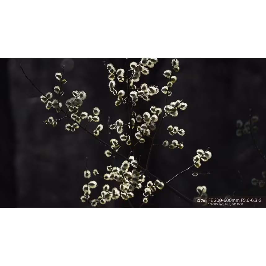 Sony FE 200-600/5,6-6,3 G OSS