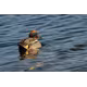 Sigma 300-600/4.0 DG OS Sony E-Mount