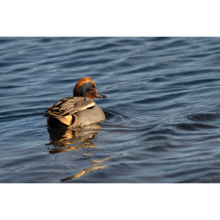 Sigma 300-600/4.0 DG OS Sony E-Mount