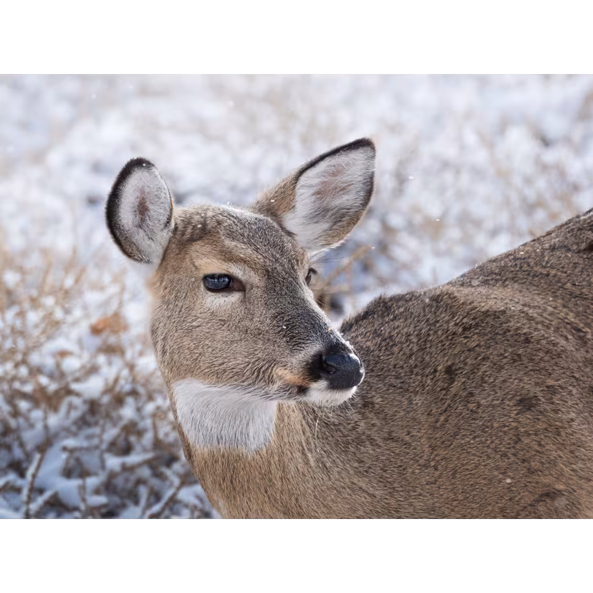 OM SYSTEM M.Zuiko Digital ED 100-400/5,0-6,3 IS II