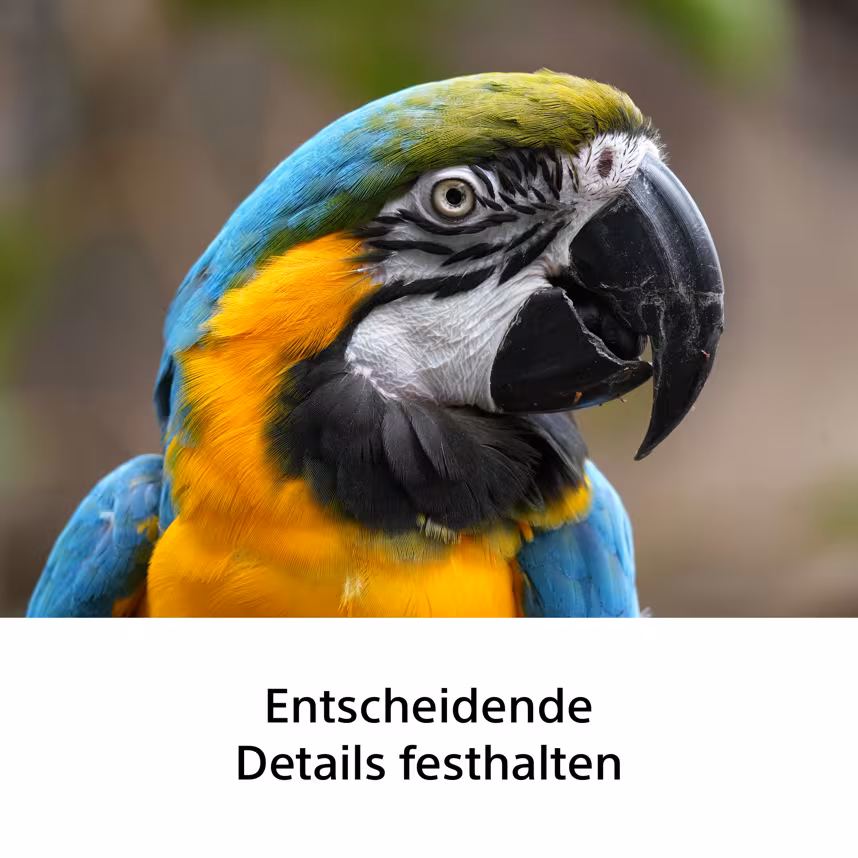 Sony SEL FE 100-400/F 5.6-8 OSS