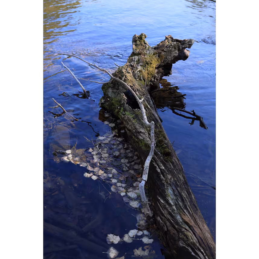 Sigma 30/1,4 DC DN Canon RF