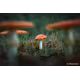 Sony FE 28-70/2 GM