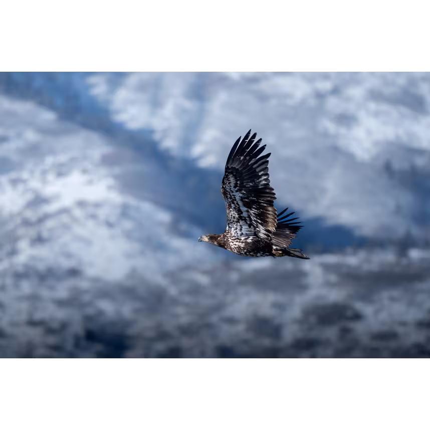 OM SYSTEM M.Zuiko Digital ED 100-400/5,0-6,3 IS II