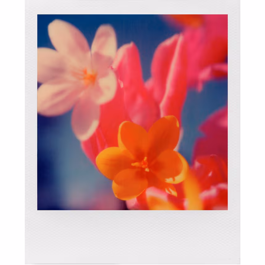 Polaroid 600 Film Color Doppelpack + Aufbewahrungsbox