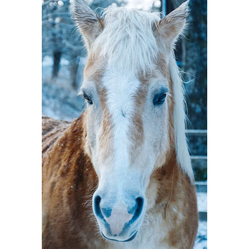 Sigma 16-300/3.5-6.7 DC OS Canon RF-Mount