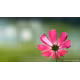 Sony SEL 100/2,8 GM
