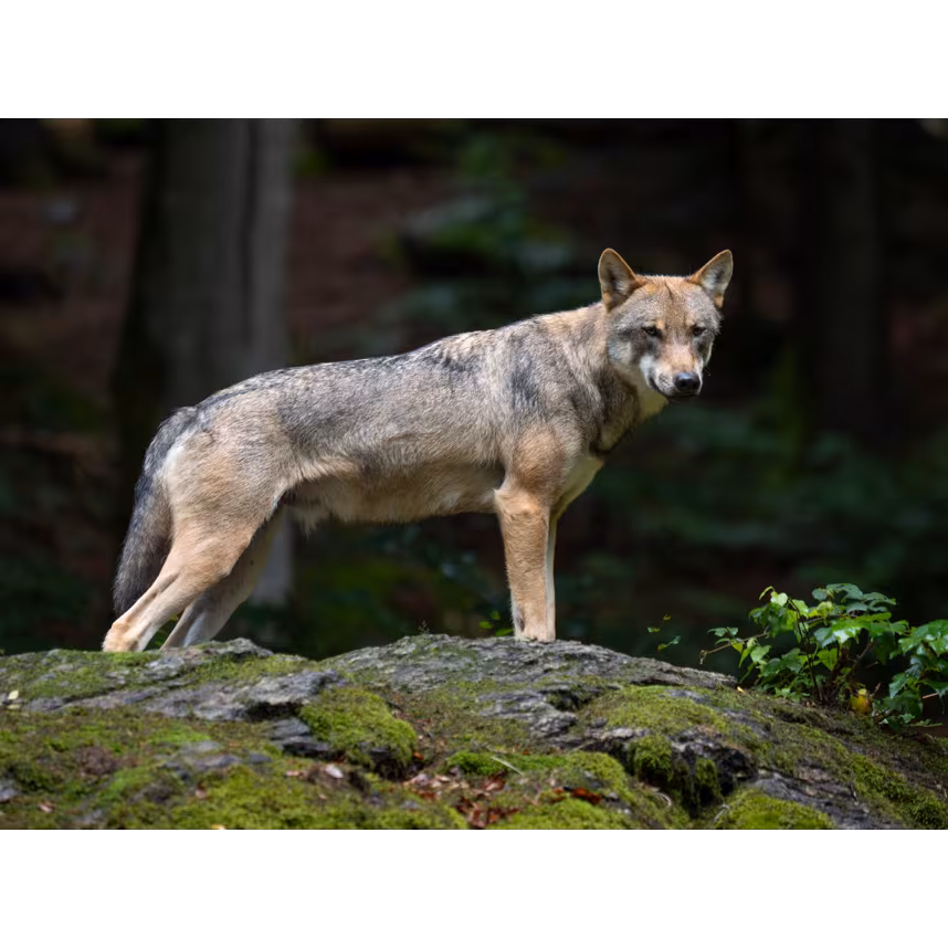 OM System M.Zuiko Digital ED PRO 50-200 / 2.8