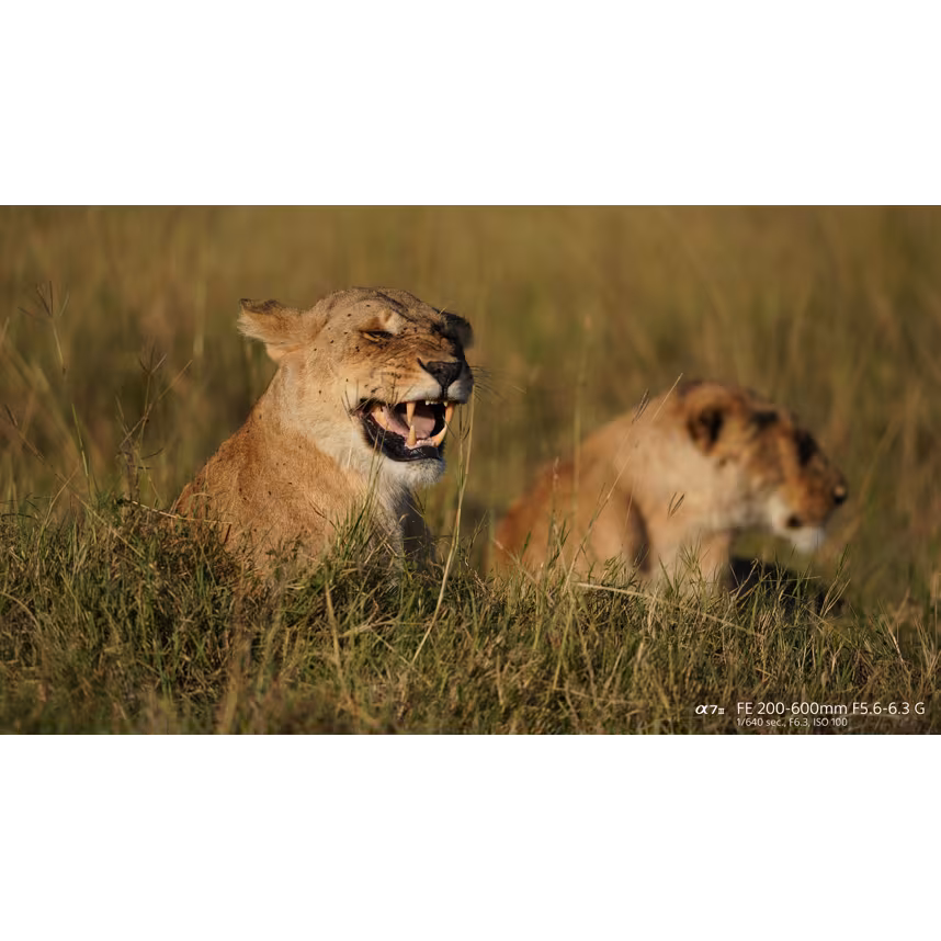 Sony FE 200-600/5,6-6,3 G OSS