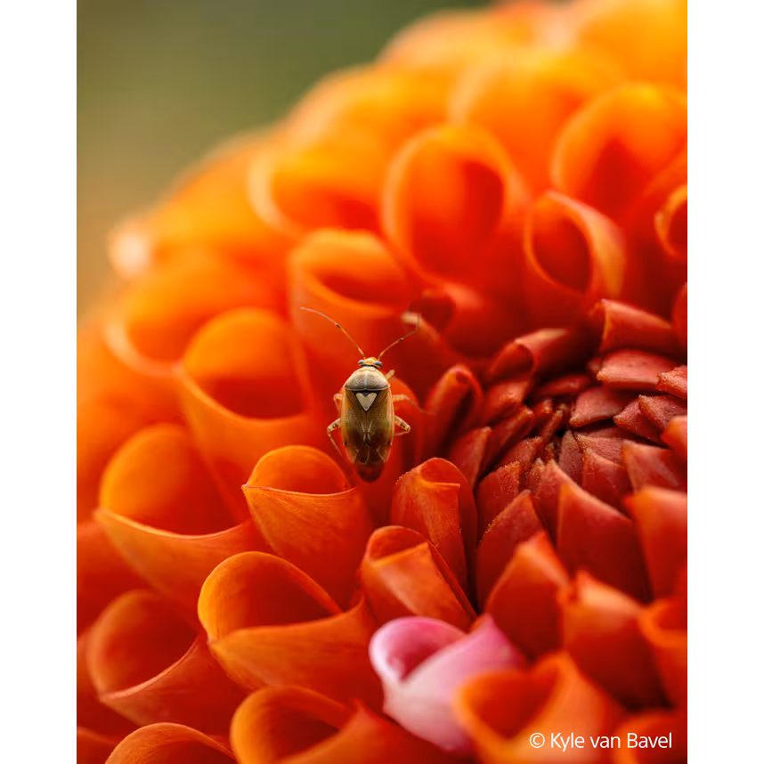 Sony FE 100/2,8 Macro GM