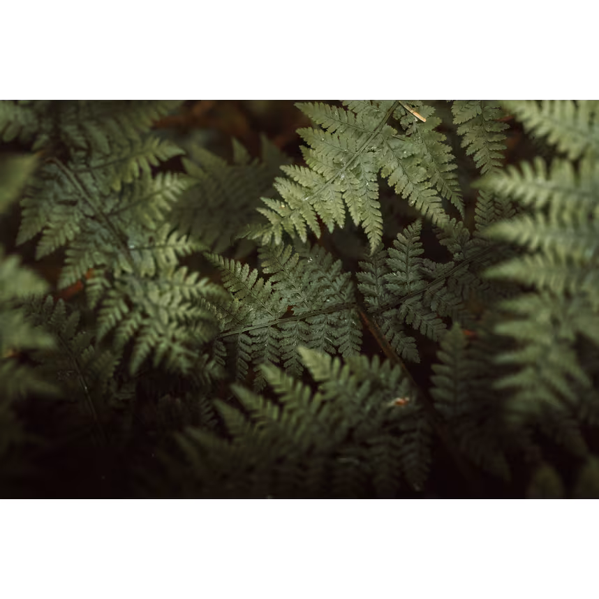 Sigma 28-45mm F1,8 DG DN L-Mount