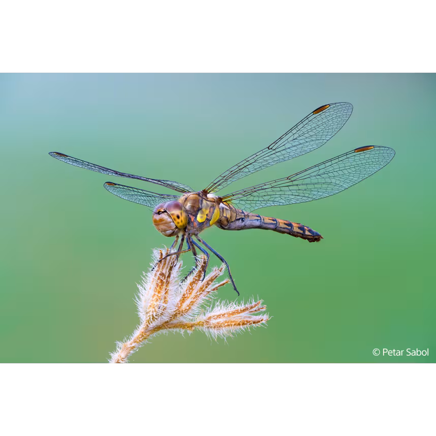 Sony FE 100/2,8 Macro GM