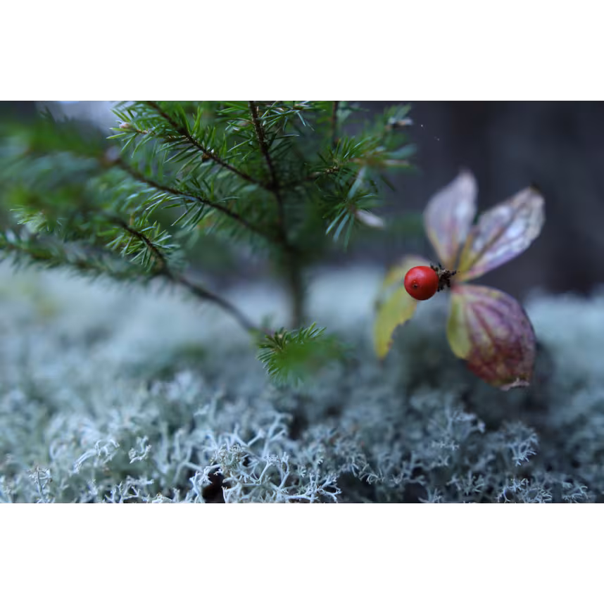 Sigma 16/1,4 DC DN Canon RF