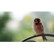 Sony SEL 70-350/4,5-6,3 G OSS