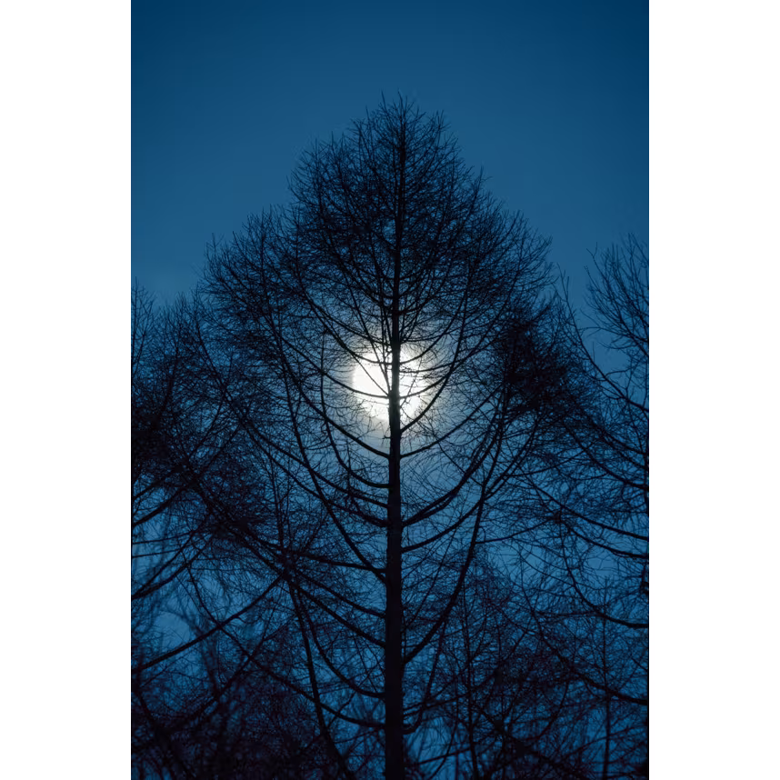 Sigma 16-300/3.5-6.7 DC OS Fujifilm X-Mount