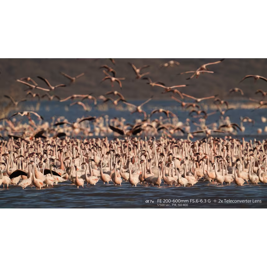 Sony FE 200-600/5,6-6,3 G OSS