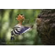 Sony SEL FE 70-200/4,0 G OSS II