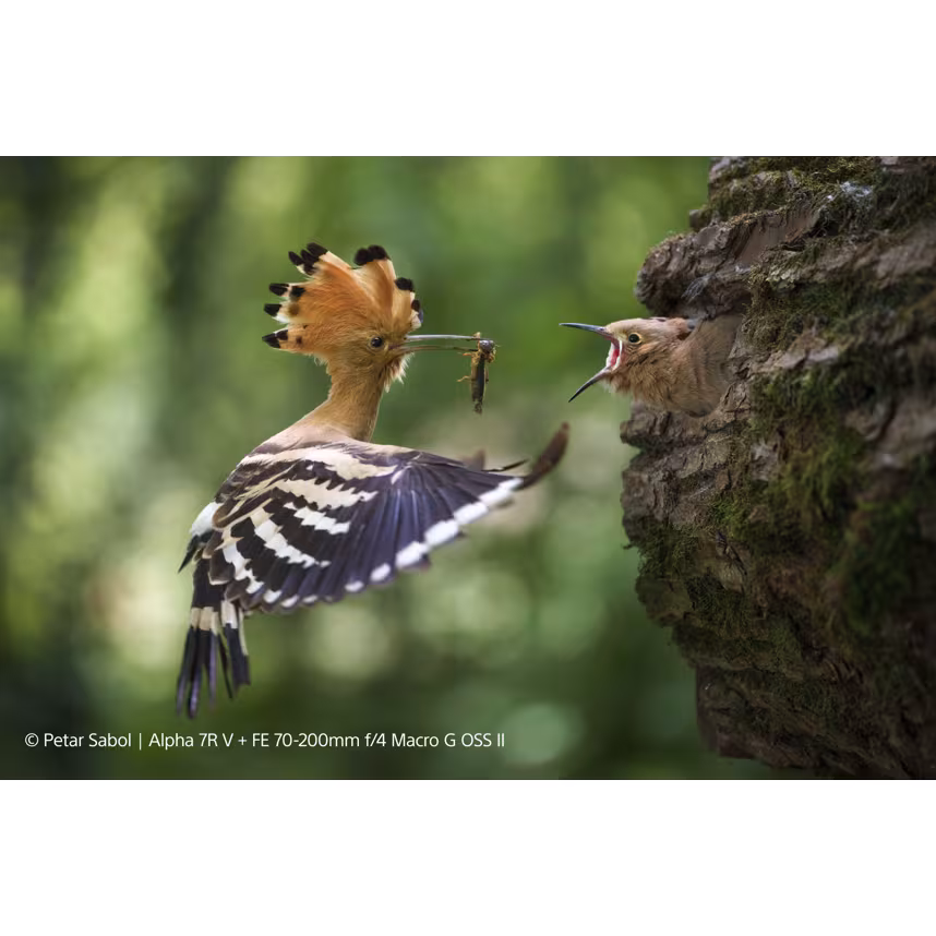 Sony SEL FE 70-200/4,0 G OSS II