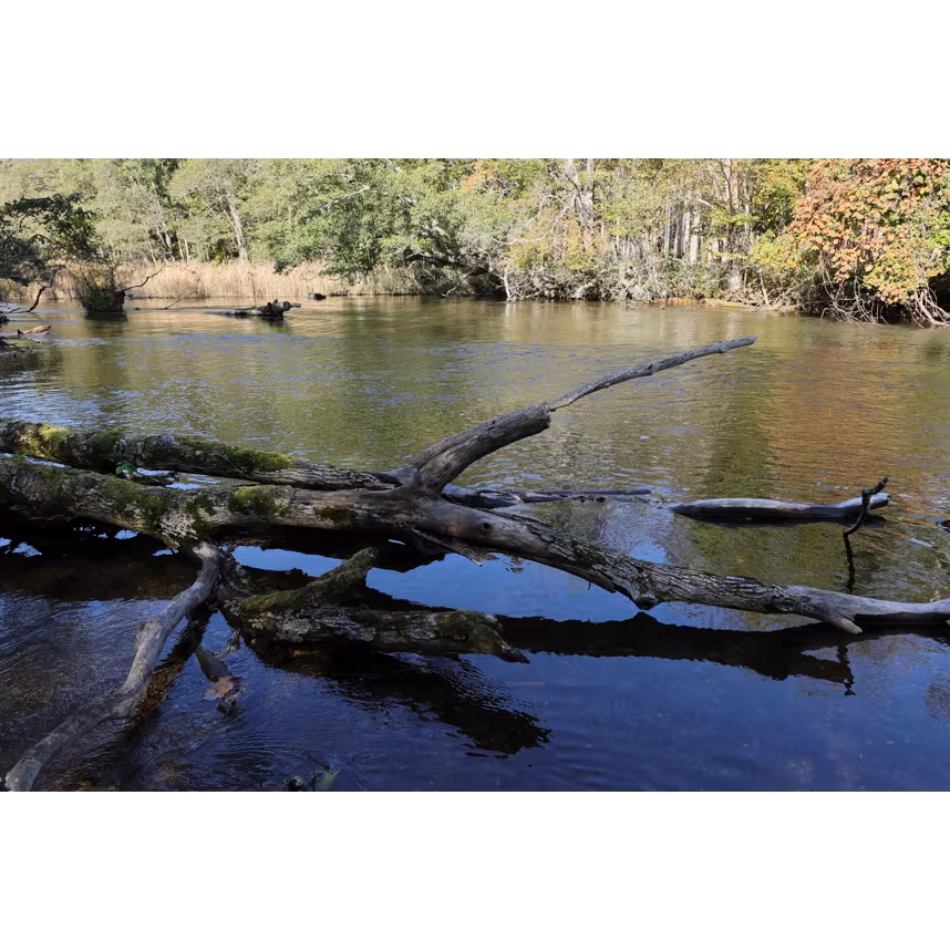 Sigma 16/1,4 DC DN Canon RF