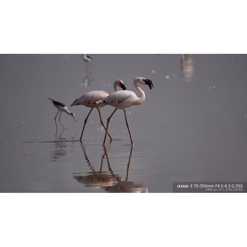 Sony SEL 70-350/4,5-6,3 G OSS